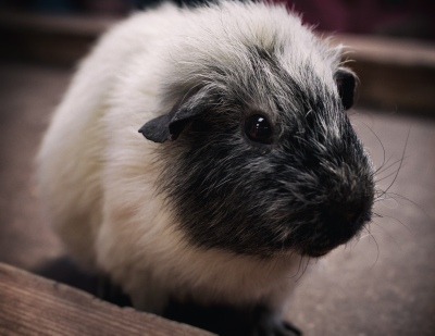 guinea pig-1